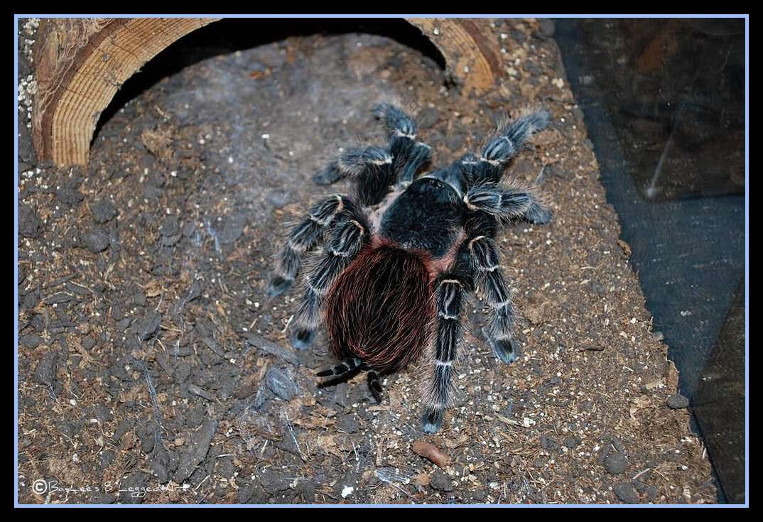 Image of Bahia Scarlet Tarantula