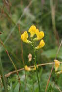 Слика од Lathyrus pratensis L.