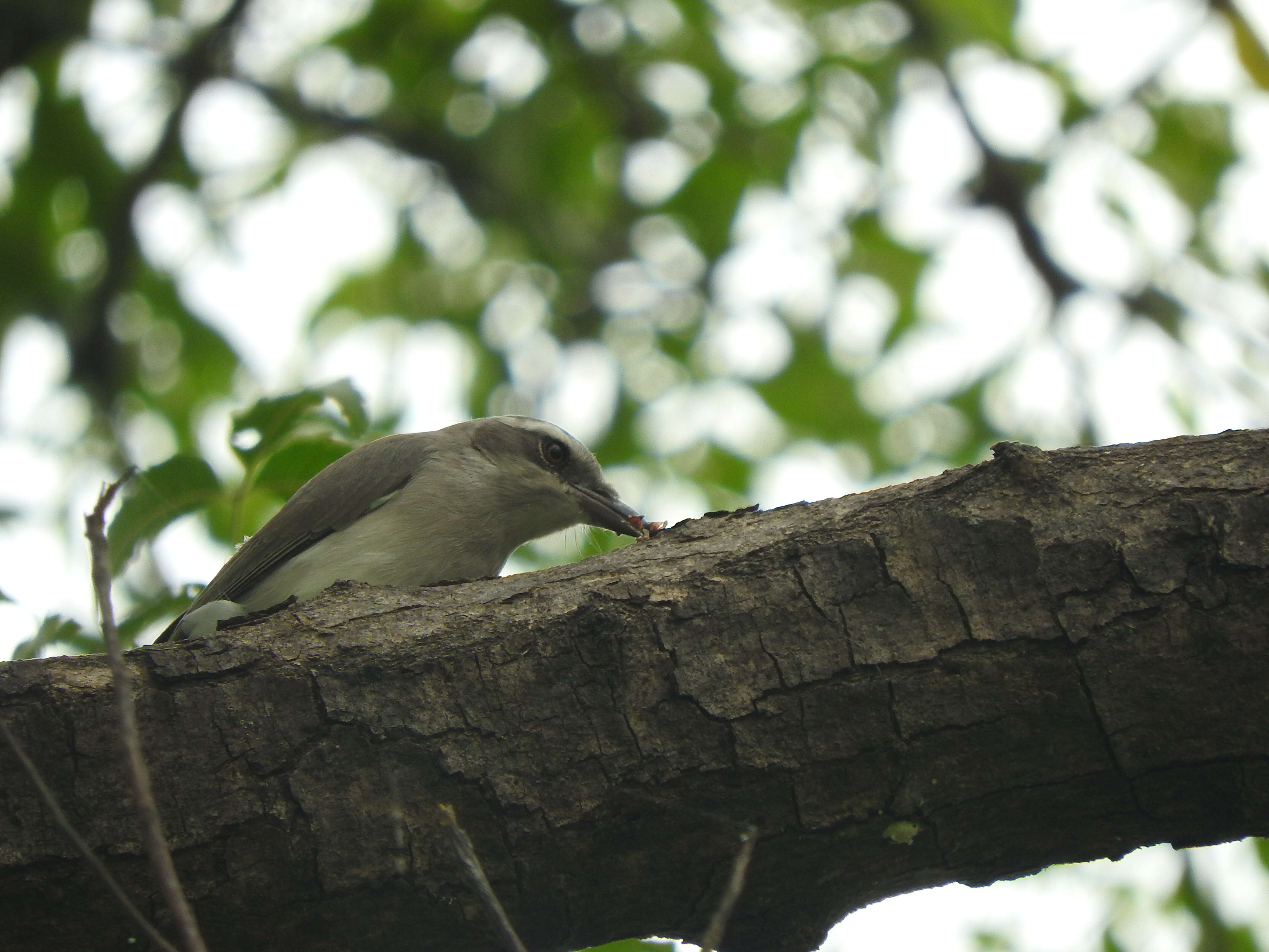 Tephrodornis pondicerianus (Gmelin & JF 1789)的圖片