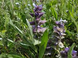 Image of Ajuga orientalis L.