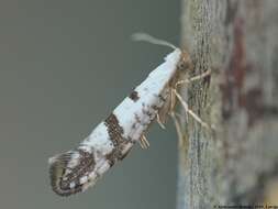 Image of Argyresthia curvella Linnaeus 1761