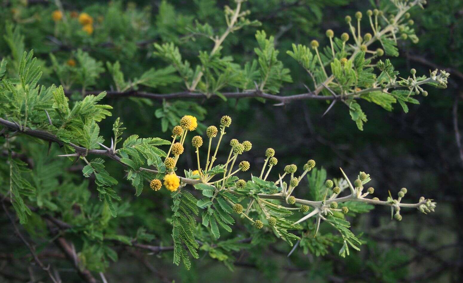 Plancia ëd Vachellia nilotica