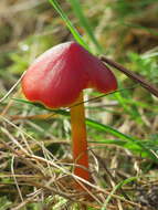 Image de Hygrophore conique