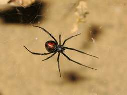 Image of Redback spider