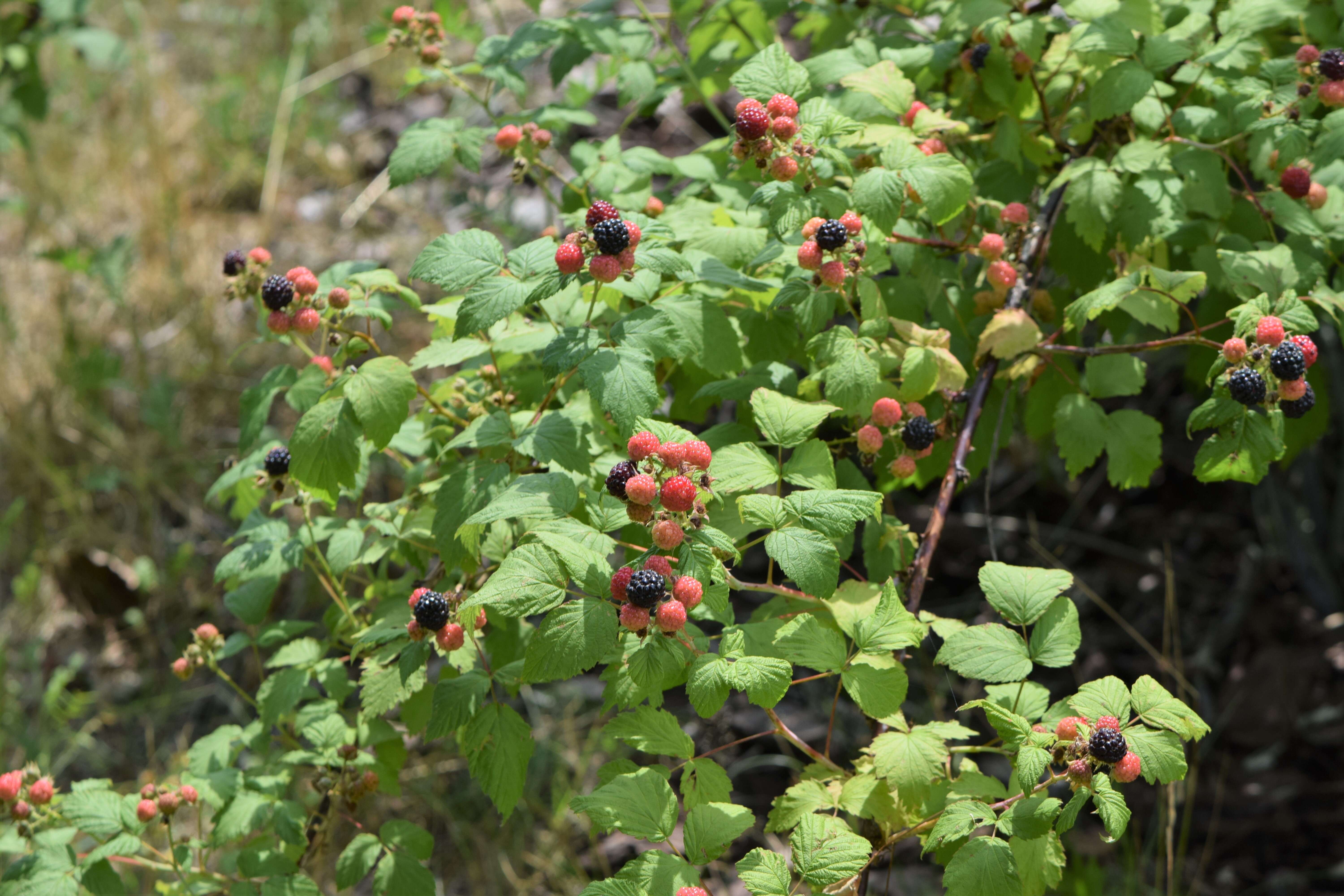 Image of black raspberry