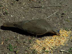 Image of White-winged Dove