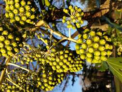 Image of fatsia