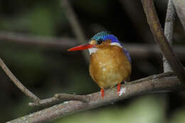 Image of Alcedo cristata