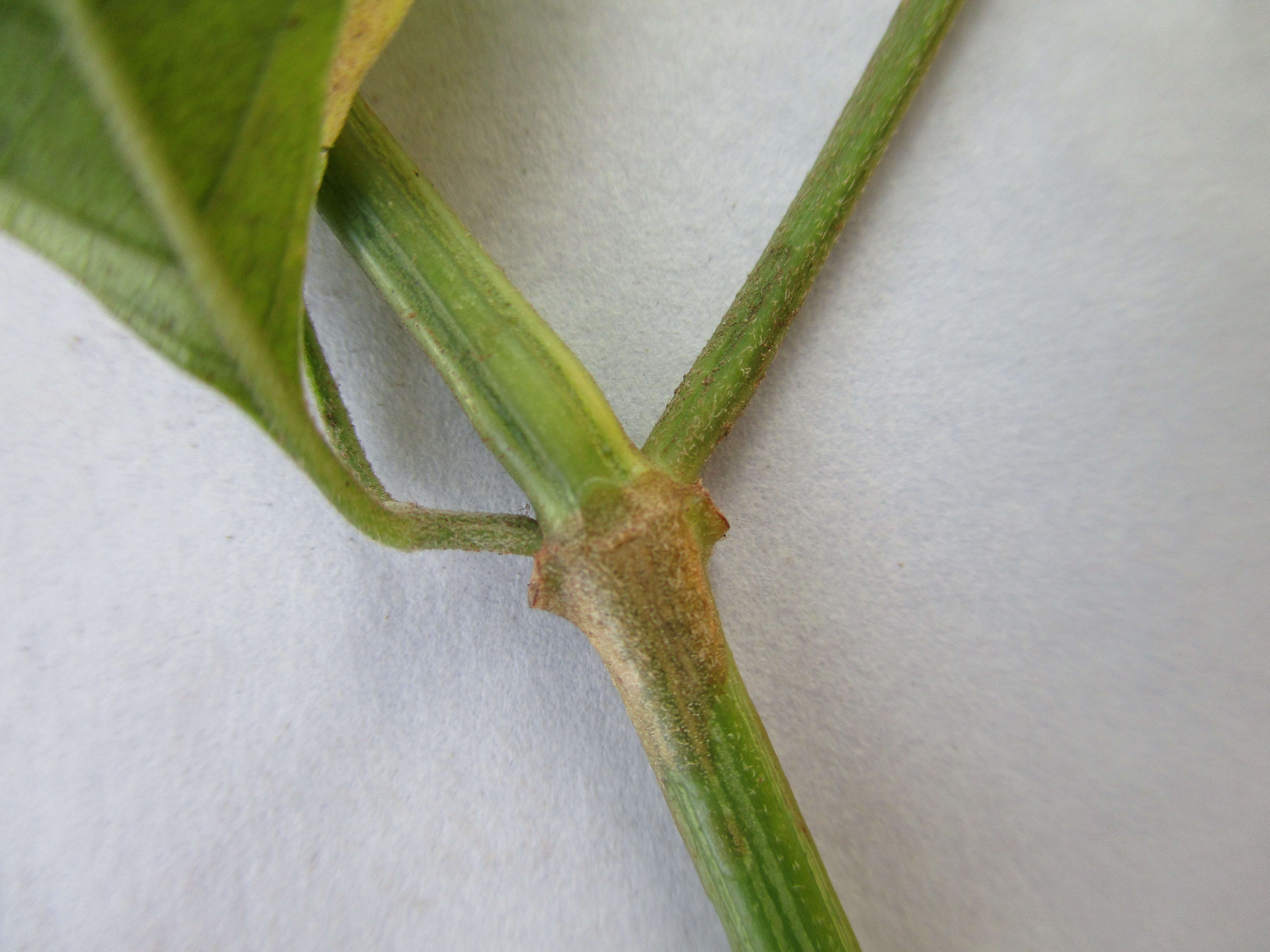 Image of Rhinacanthus nasutus (L.) Kuntze