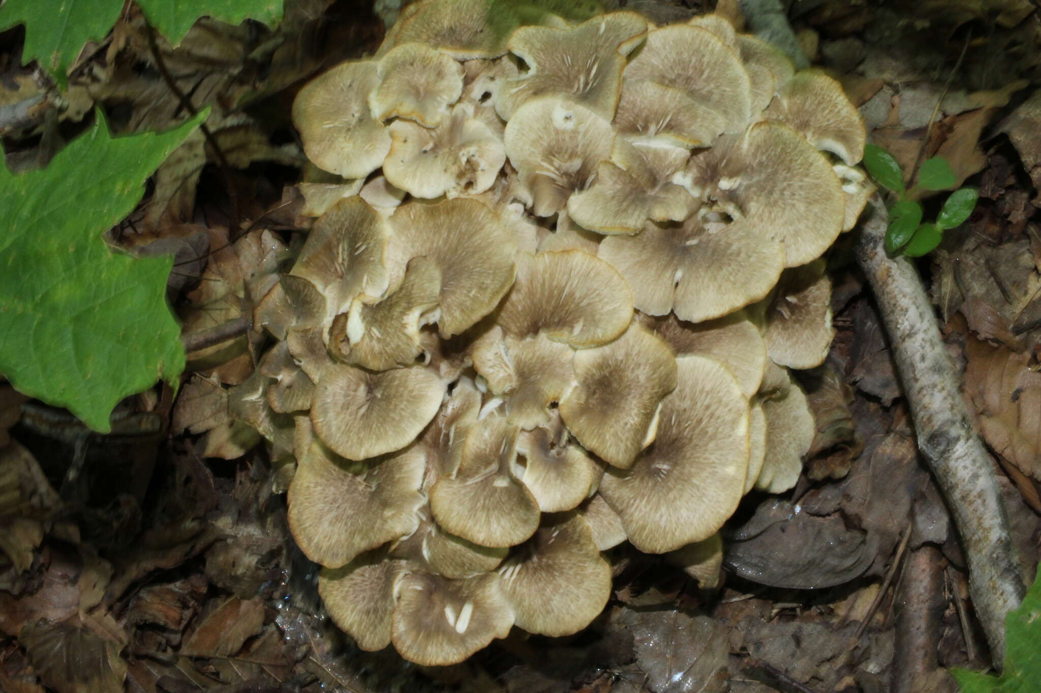 Image of Polyporus umbellatus (Pers.) Fr. 1821