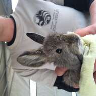 Image of pygmy rabbit