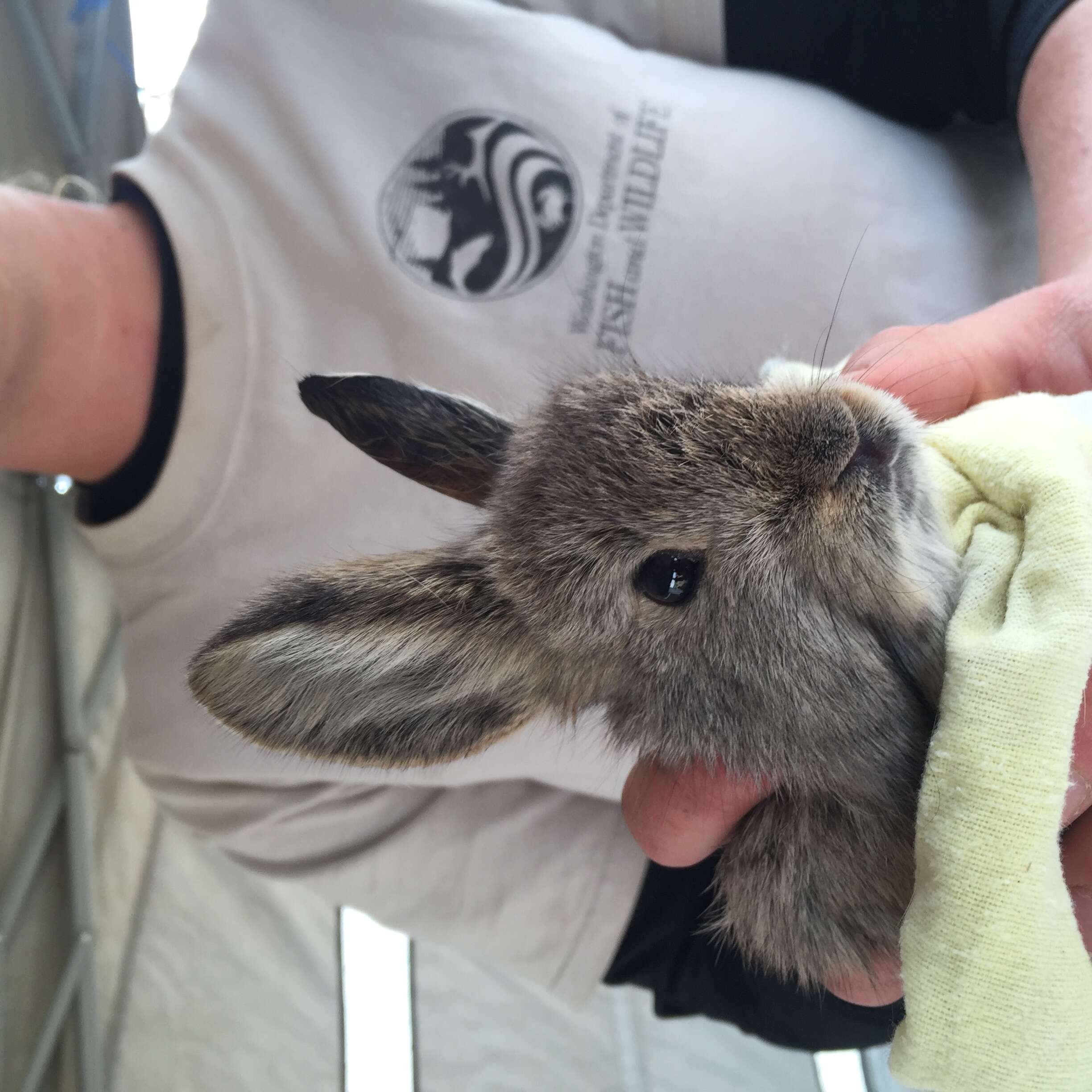 Image of pygmy rabbit