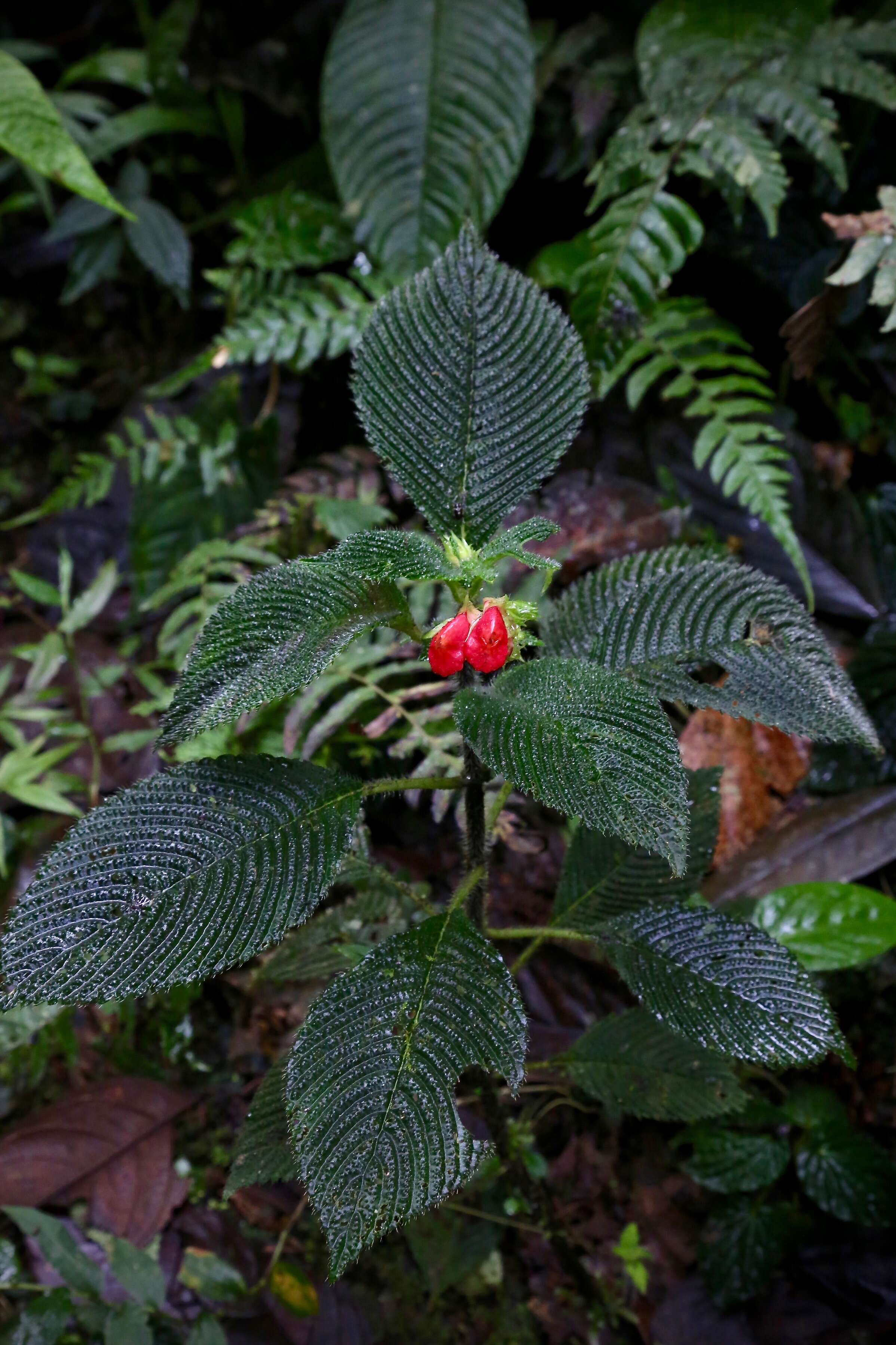 Imagem de Gasteranthus quitensis Benth.