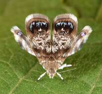 Image of Peacock Brenthia