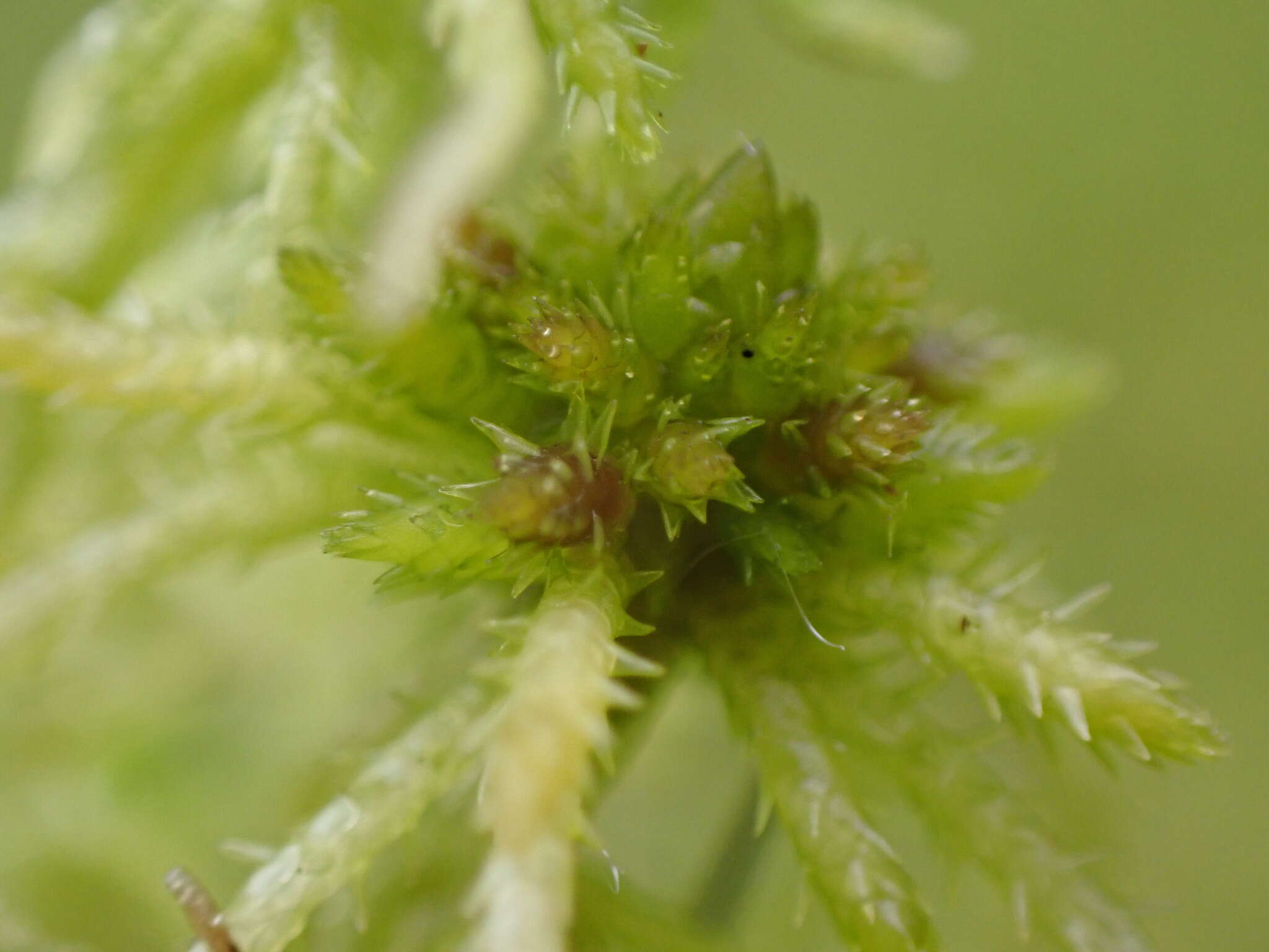 Image of sphagnum