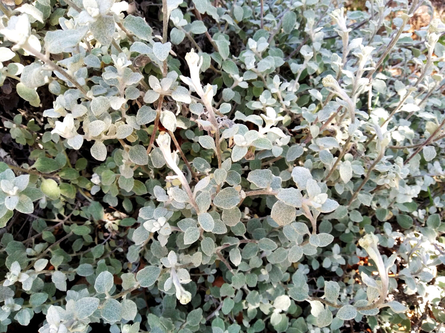 Plancia ëd Clausena anisata (Willd.) Hook. fil., De Wild. & Staner