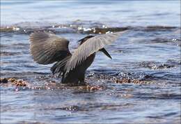 Image of Green-backed Heron