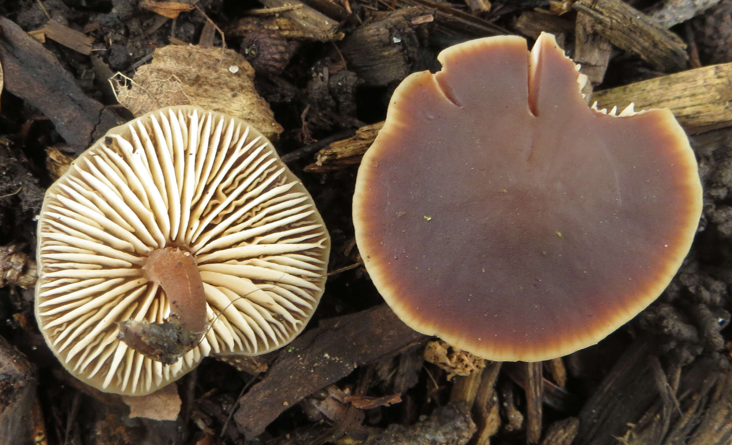 Image of Macrocystidia cucumis (Pers.) Joss. 1934