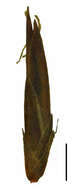 Image of bog-rush