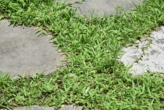 Image of Manila grass