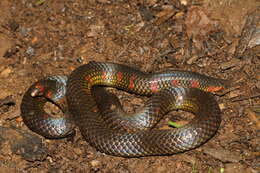 Image of Spotted Earth Snake