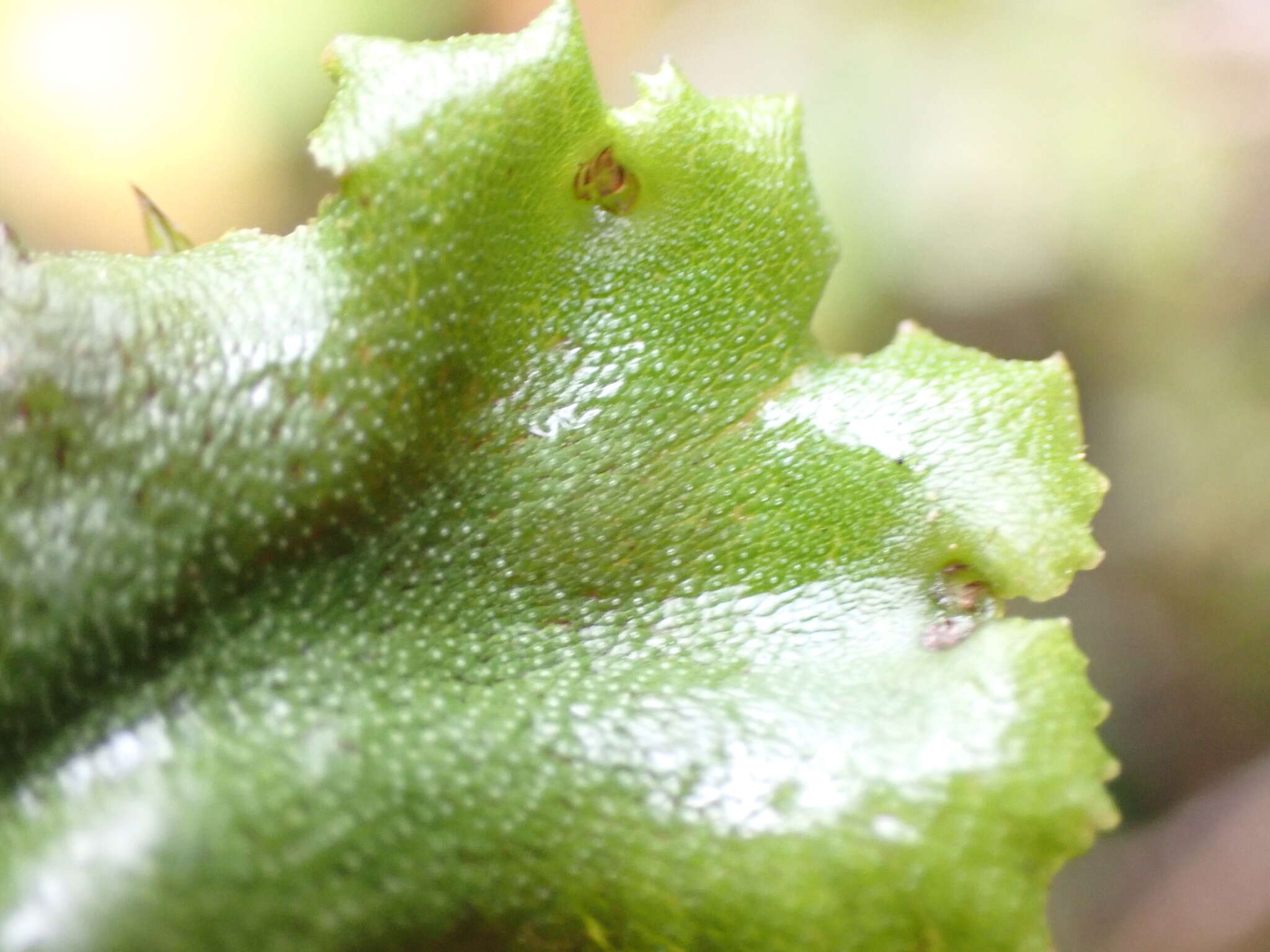 Image of common liverwort