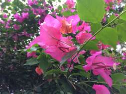 Слика од Bougainvillea