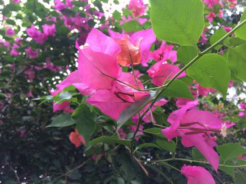 Слика од Bougainvillea