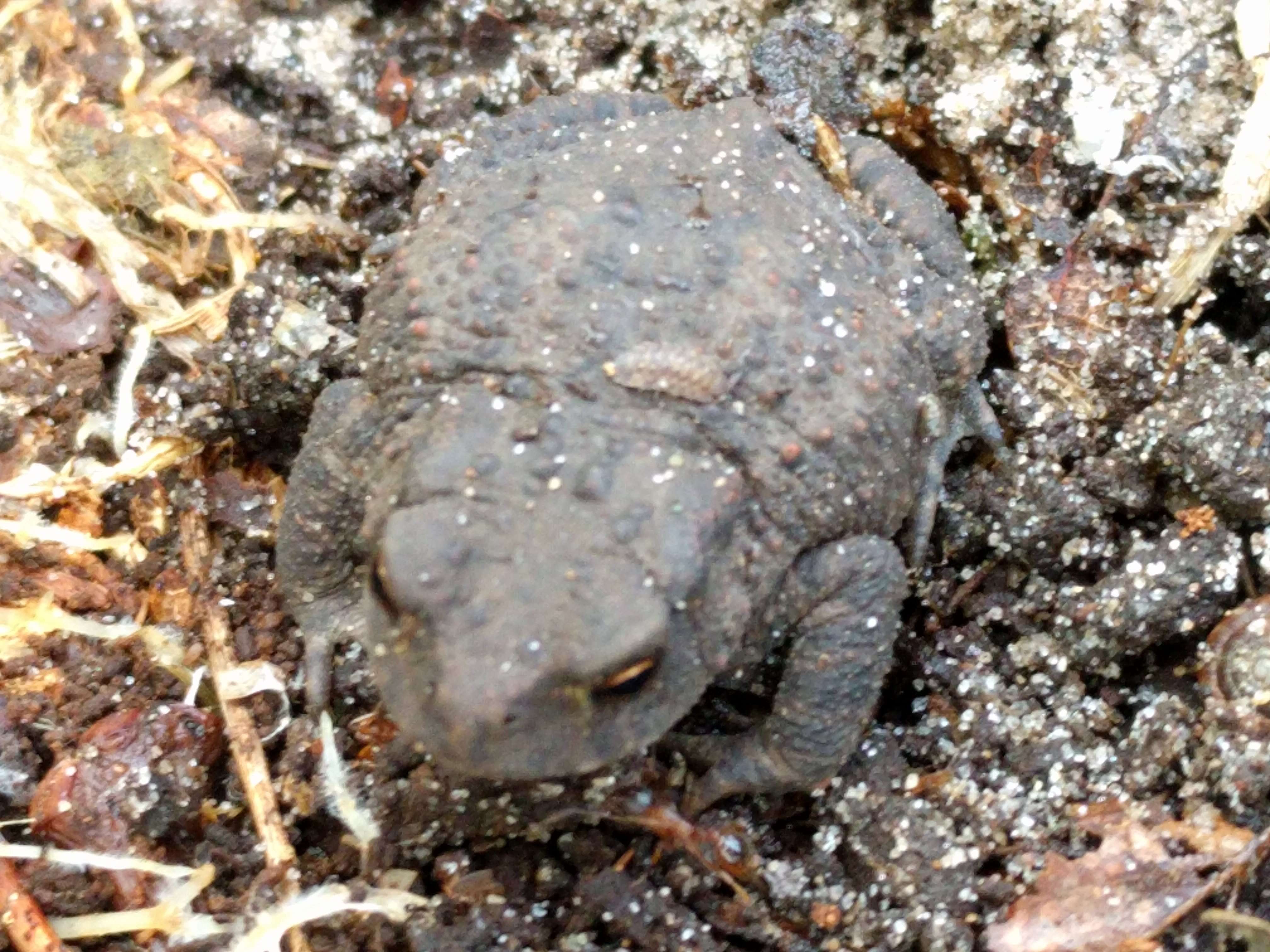 Image of Common Toad