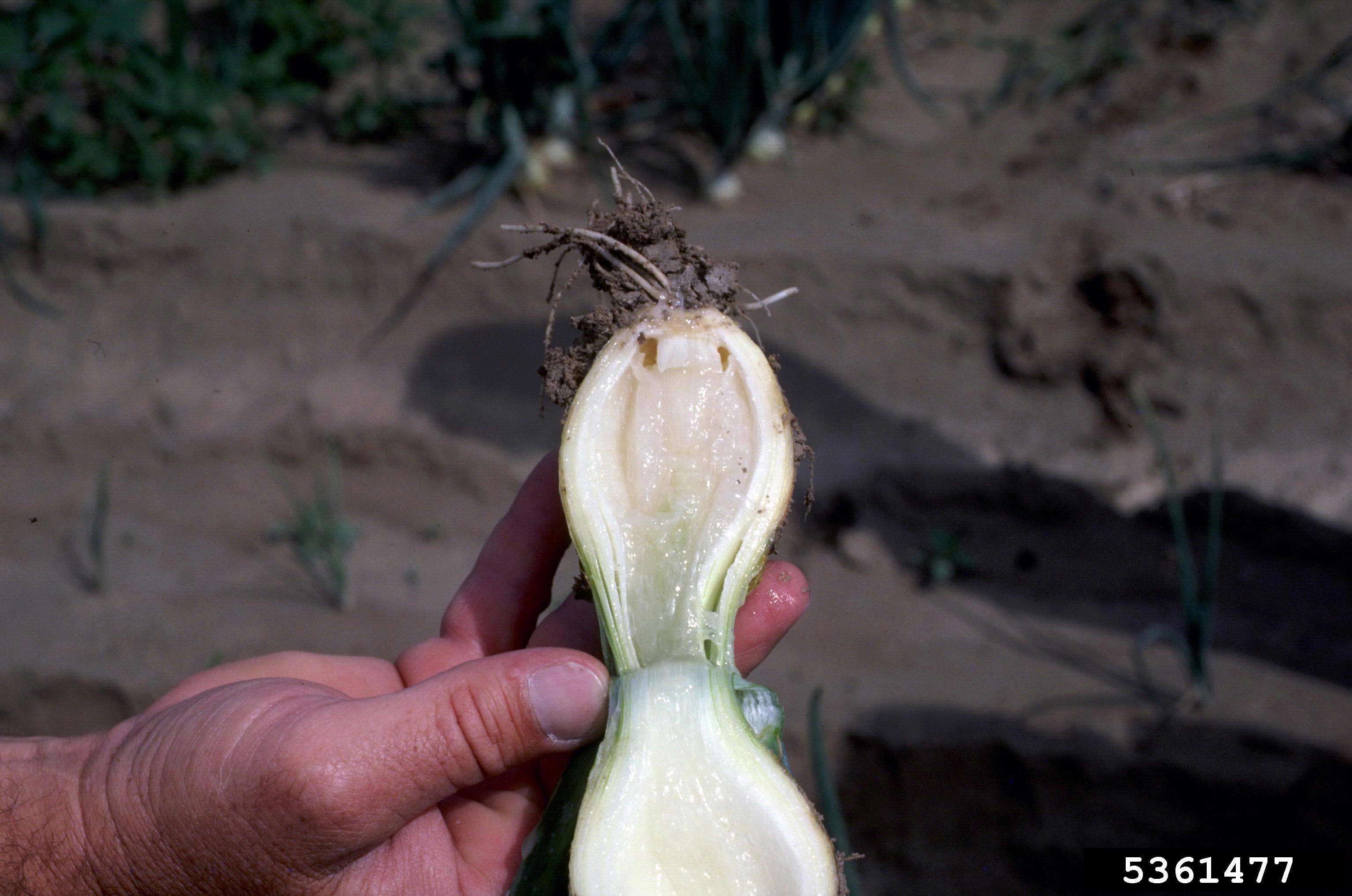 Image of garden onion