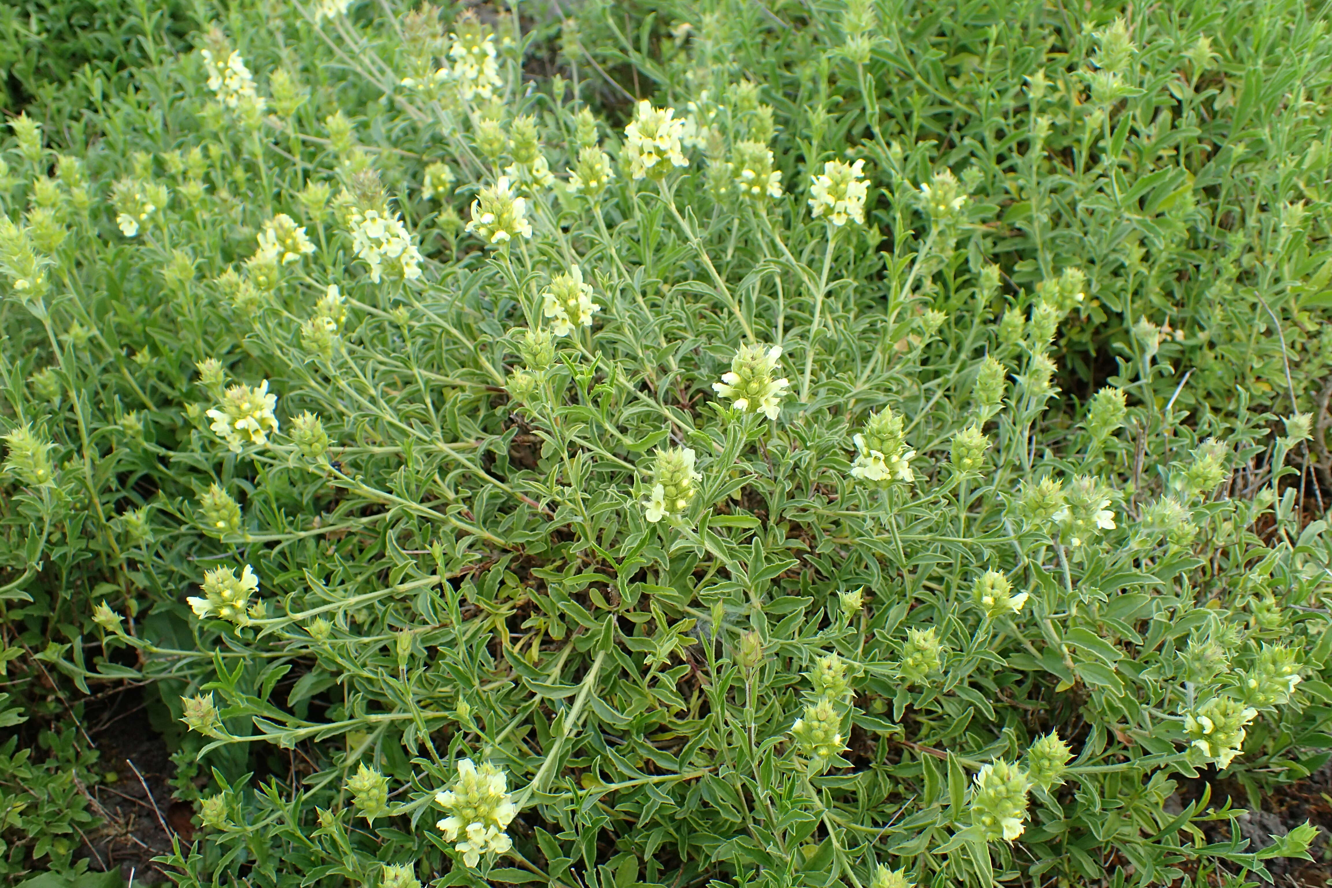 Image de Sideritis hyssopifolia L.