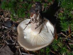 Imagem de Lactarius albocarneus Britzelm. 1895