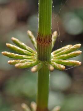 Image of Shady Horsetail