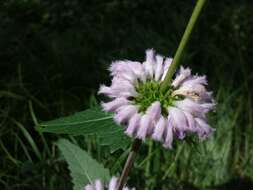 Image of tuberous Jerusalem sage