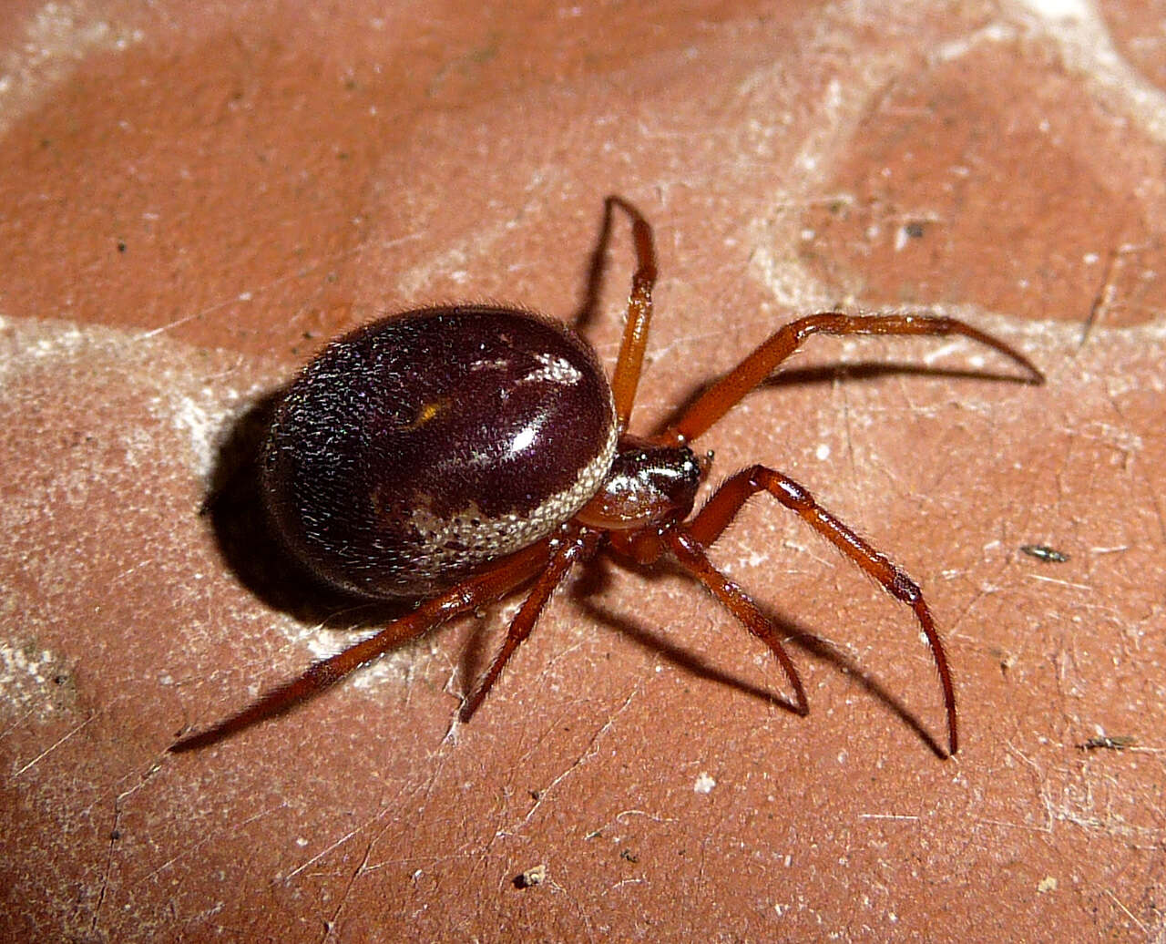 صورة Steatoda nobilis (Thorell 1875)