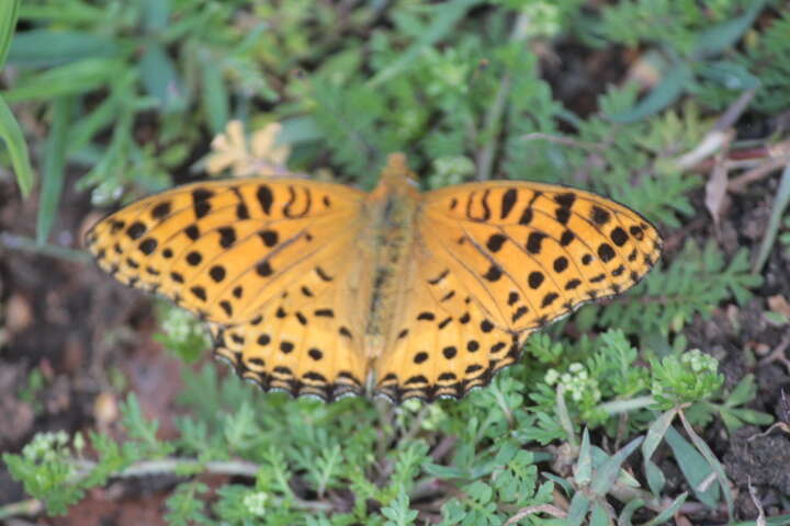 Image of Argynnis hyperbius