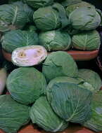 Image of white cabbage