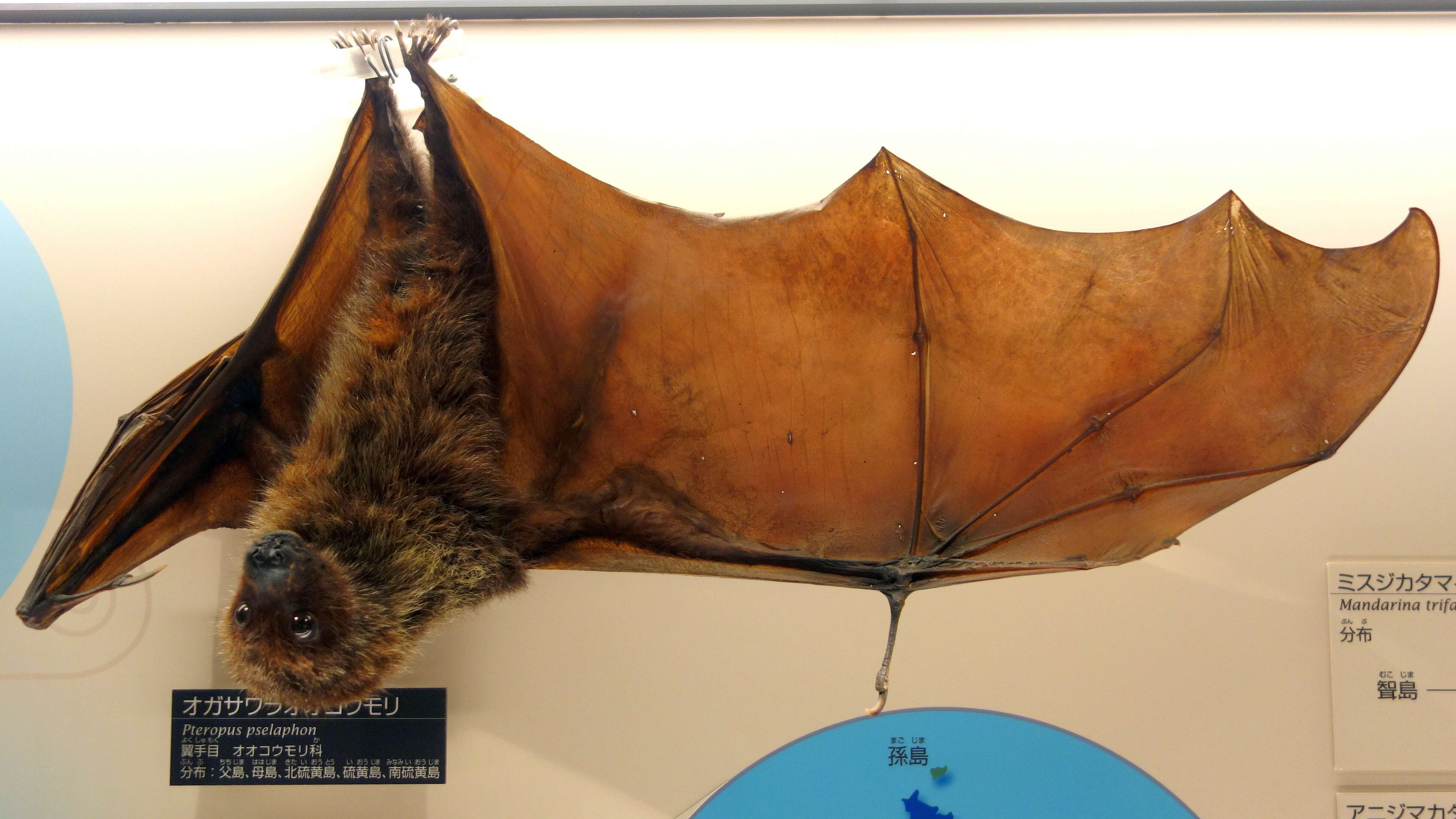 Image of Bonin Flying Fox