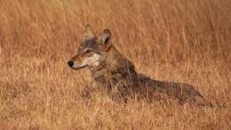 Image of Indian Wolf