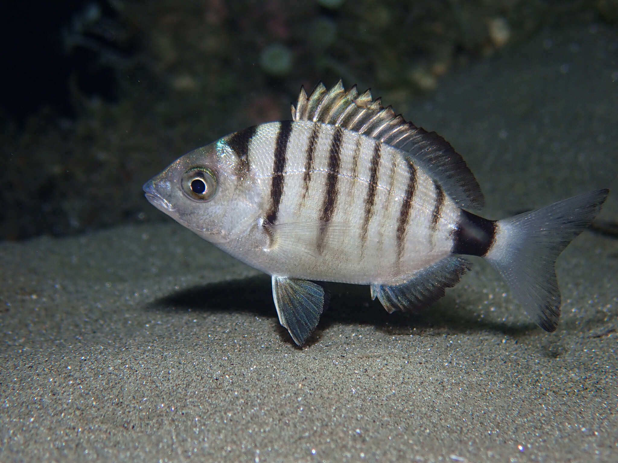 Image of Porgy