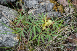 Image of Stinking Hellebore