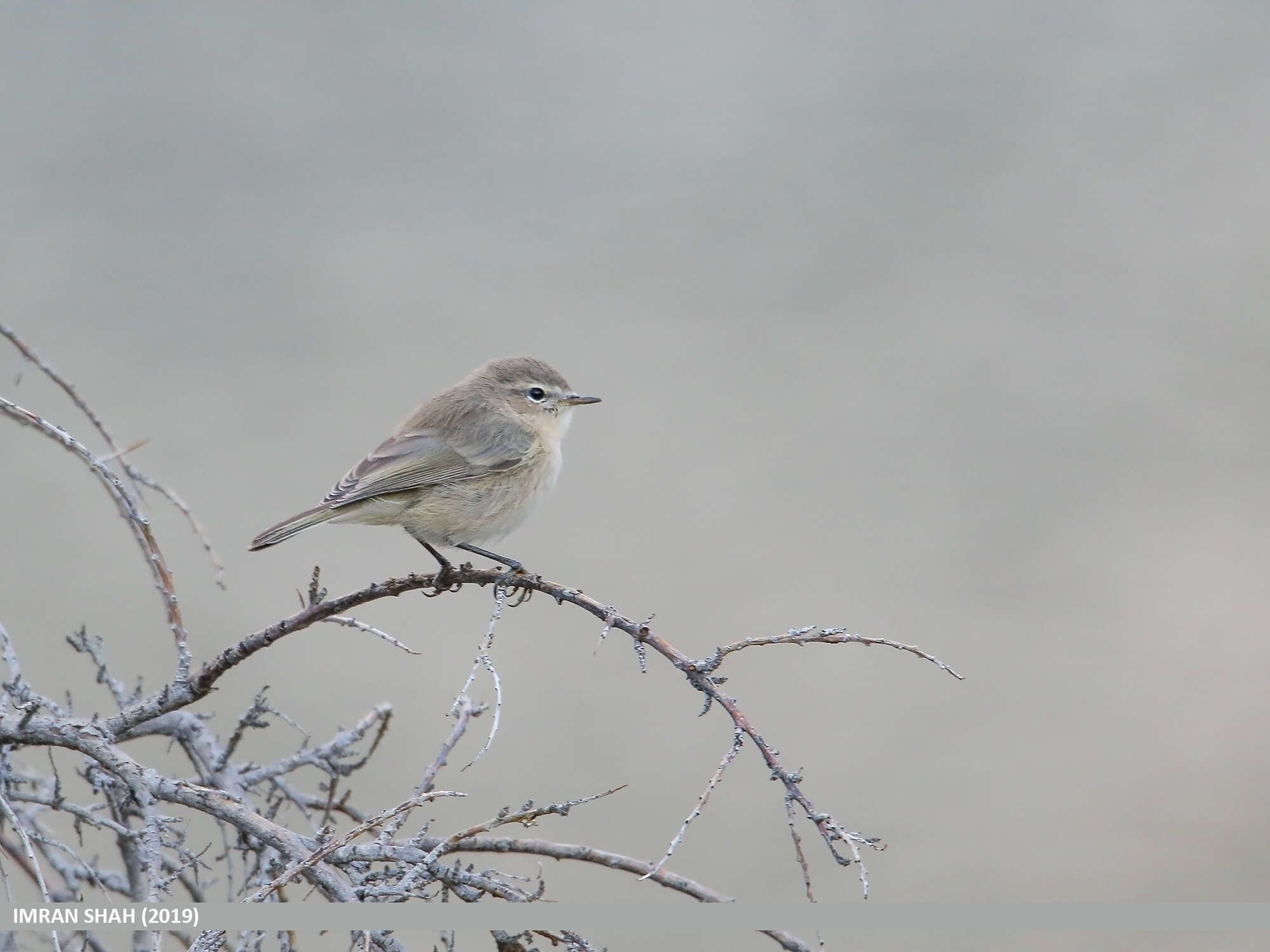 Image of Siberian Chiffchaff