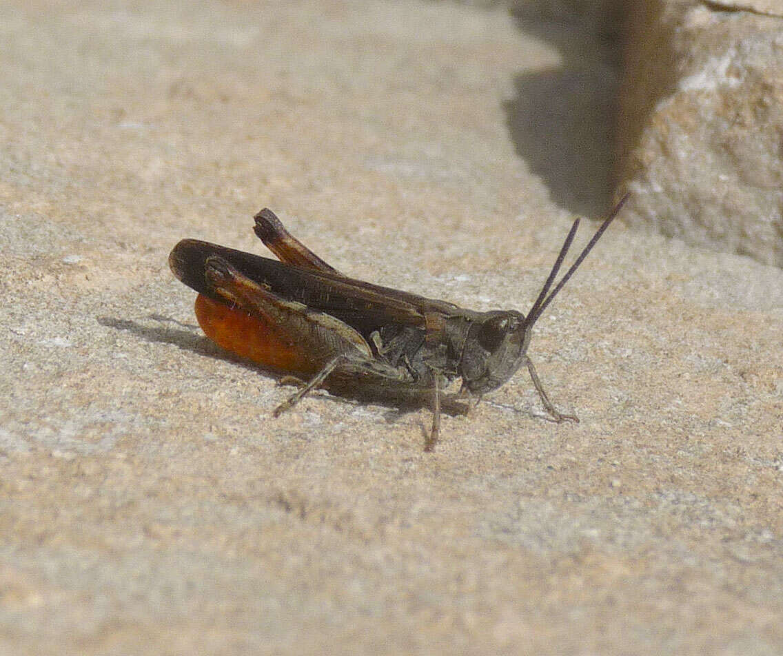 Image of Omocestus (Omocestus) raymondi (Yersin 1863)