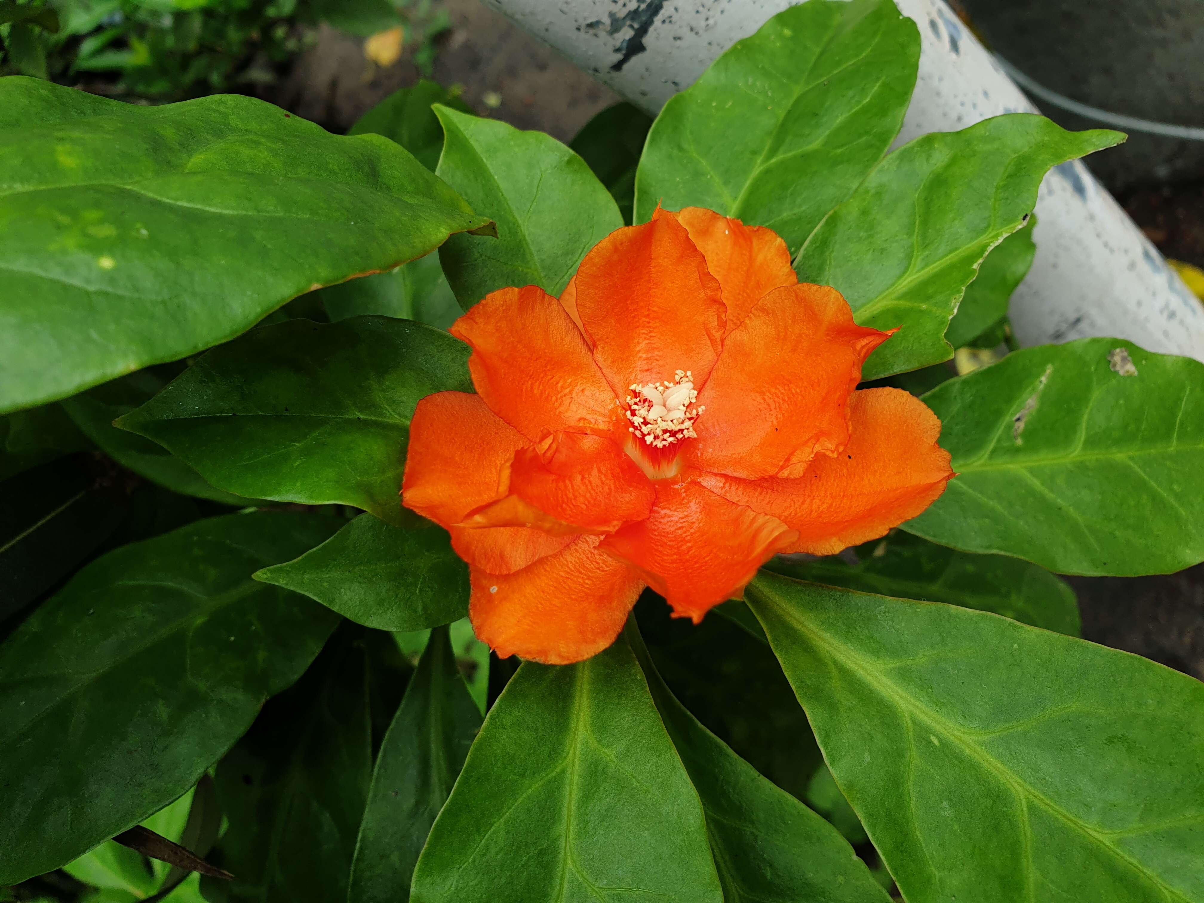 Image of Barbados shrub