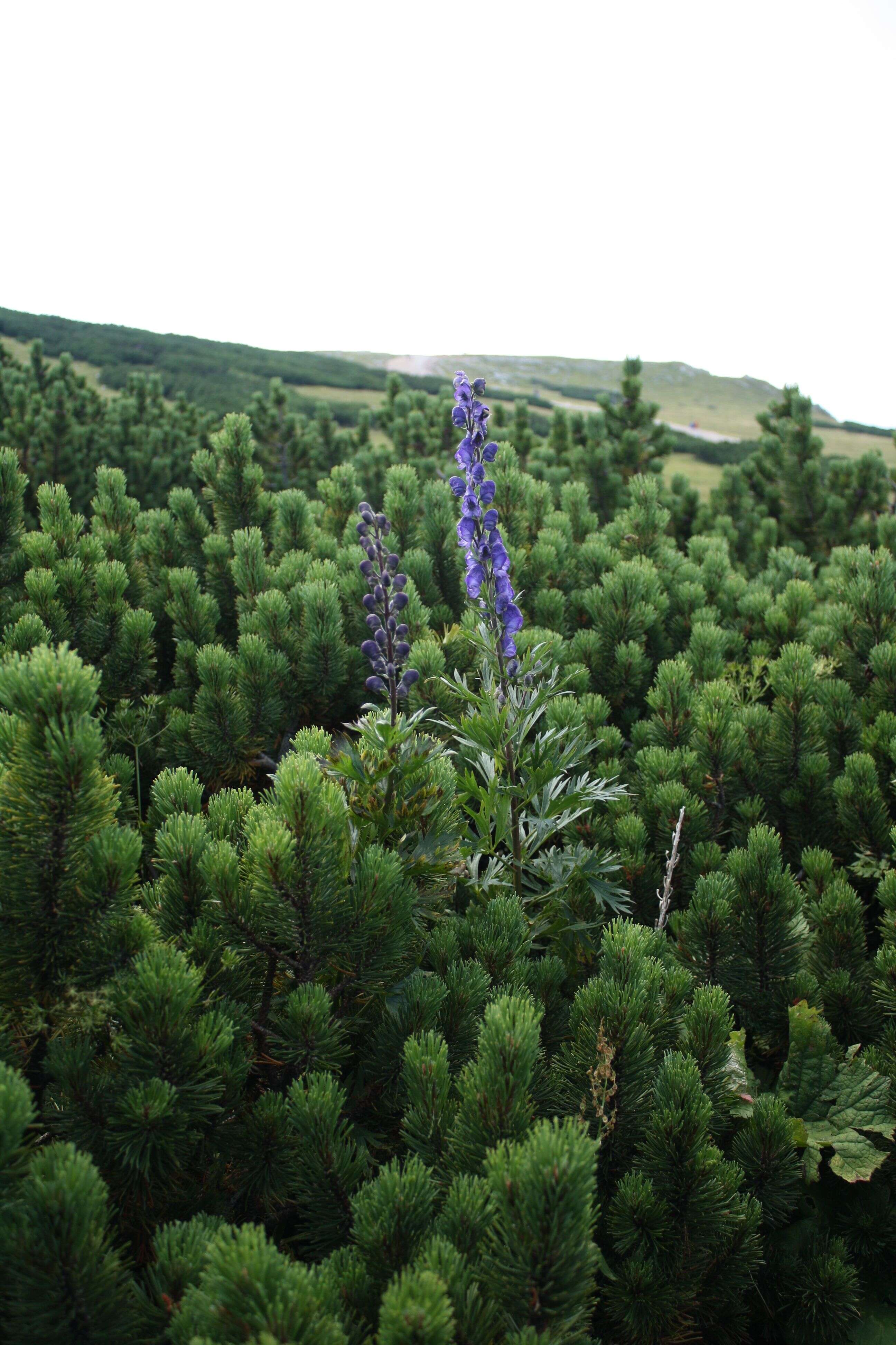 Image of Manchurian monkshood