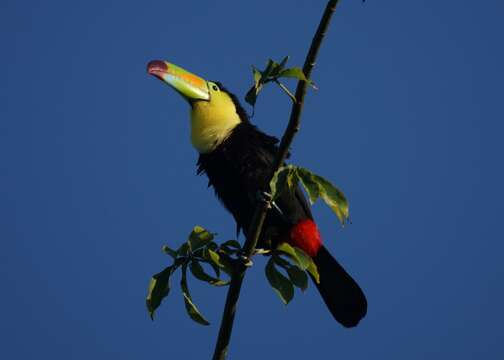 Image of Keel-billed Toucan