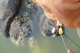 Image of Black soft-shell turtle