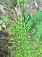 Image of field horsetail