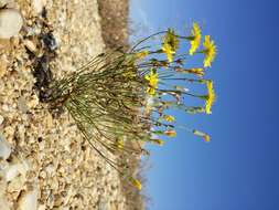 Image of narrowleaf hawksbeard