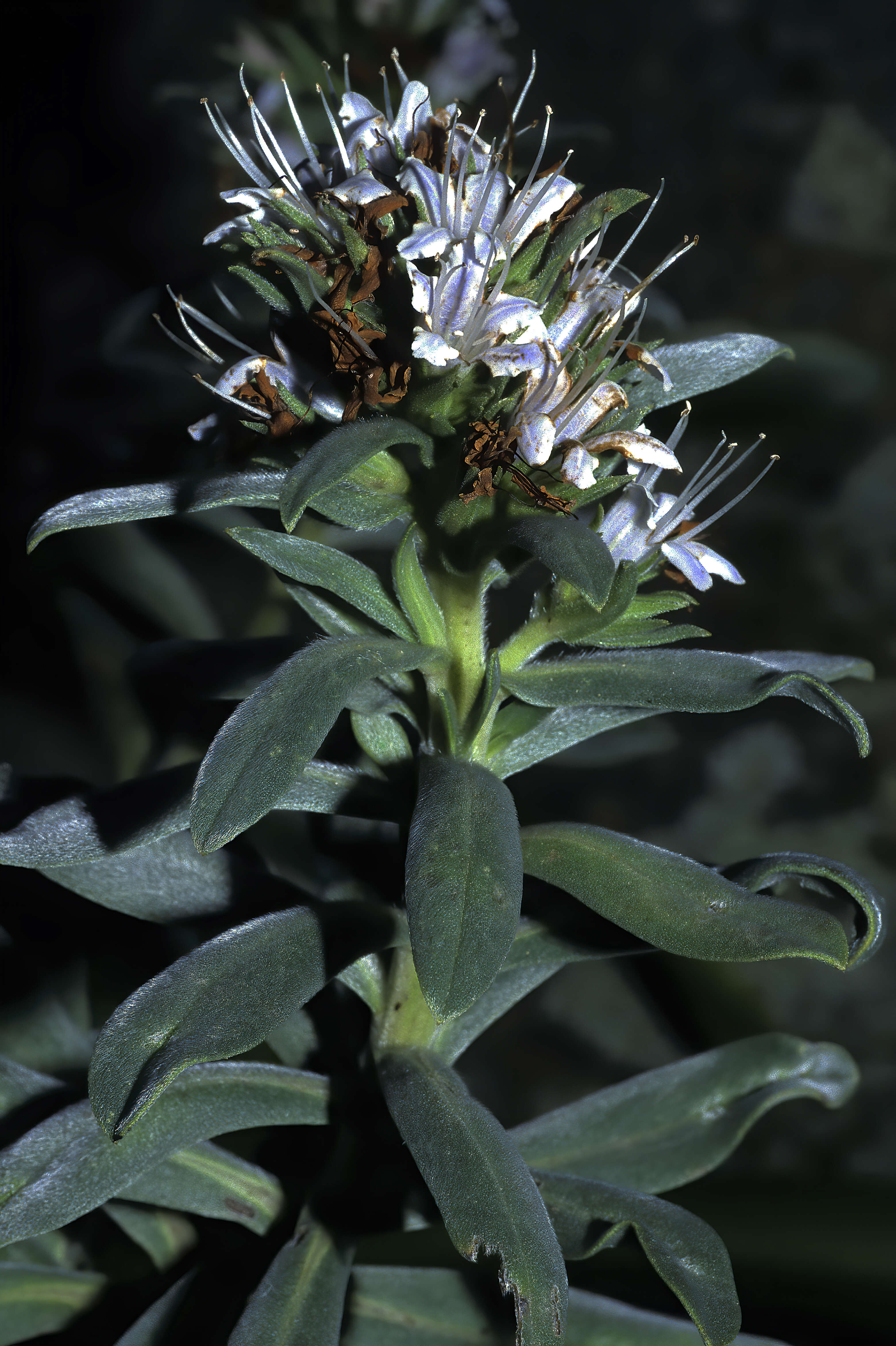 Image of Lobostemon montanus (DC.) Buek